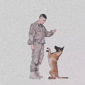 将军是马犬(宠物用品)头像