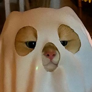 小周摸鱼日志（限流中…）头像