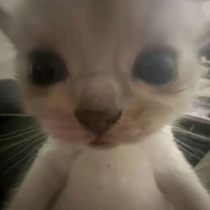 有绝又有活头像