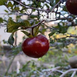 《神都苑》—上好盆景头像