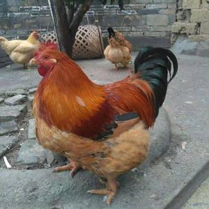 爱我中华五福到头像