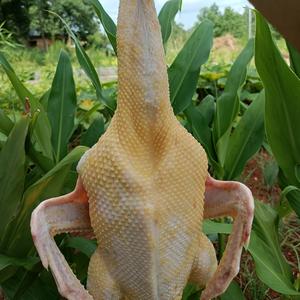 老周爱分享头像