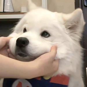 豆豆是只小橘猫头像