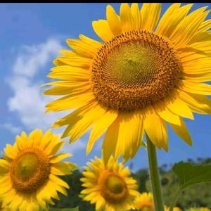 暴风雨下的1969最后天的属鸡人关注点赞头像