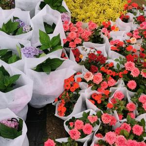 好好花艺苗木供应头像