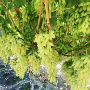 新品种葡萄苗研发基地头像