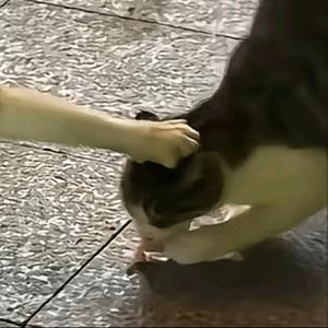 折枝(期待圣诞版🎄)头像