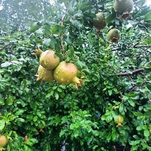 开心幸福一辈子头像