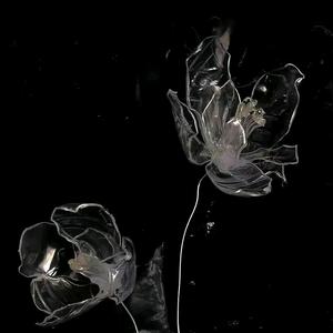 佛chen夫人.头像