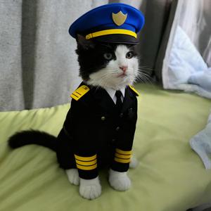 养了好几只猫头像