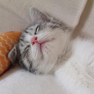 小泡芙的疯妈日常头像