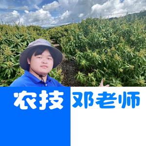 邓老师讲芒果头像