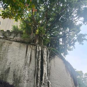 大榕树影视头像