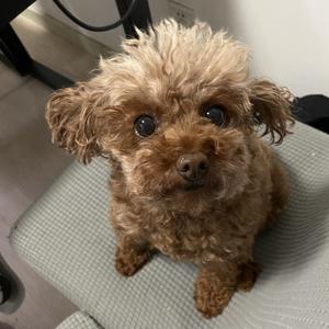 行走的旺财头像