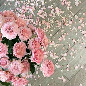 玫瑰可以吗头像