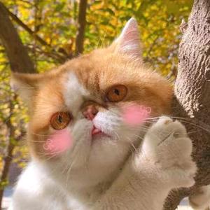 哆啦是加菲喵(10.10)头像