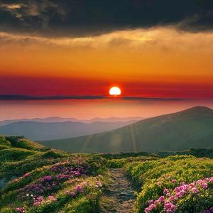 日落的花😇头像