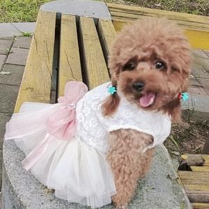 艾米是个小泰迪头像