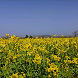 田园牧歌985头像