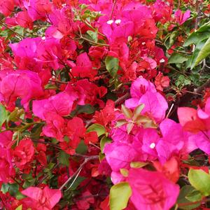 贝嘉的树洞头像