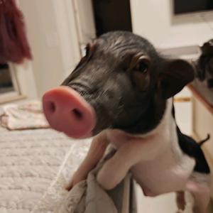 勒布朗詹姆斯头像