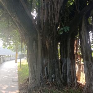 宁静的鑫鑫头像