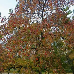 红尘过客_251691202（拒绝连赞）头像