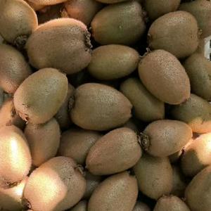 陕西泥猴桃头像