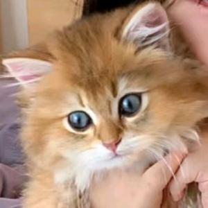 草莓芝士奶盖头像