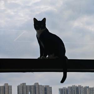 钮祜禄.铁柱头像