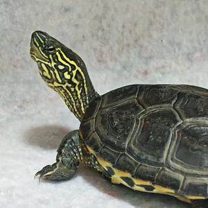 皖南金线草龟头像