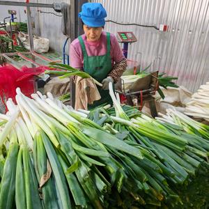 铁杆大葱全国批发头像