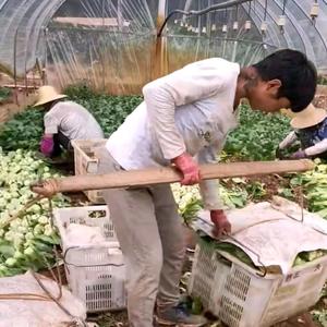 农村小阿文AK巜不忘初心》头像