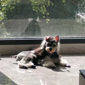 汪屋喵屋宠物生活馆头像