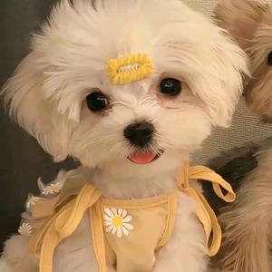 元宝团子！头像