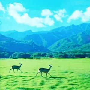 木槿花开头像