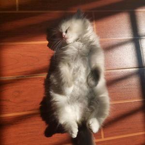 黑猫警长-重生之我是毛娘头像