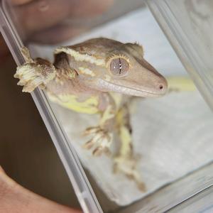 爬宠萌萌哒头像