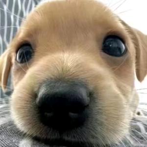 奶椰西米露头像