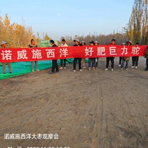 诺威施西洋头像