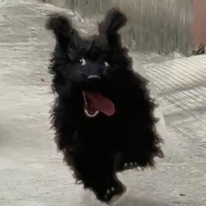 小王很爱🐟头像