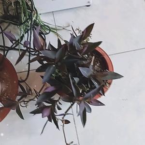 ( •ॢ◡-ॢ)吴姐头像