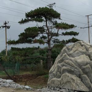 御松园 庭院别墅景观松头像