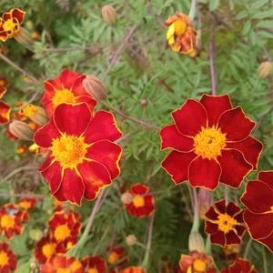 龙原具（精选百货）头像