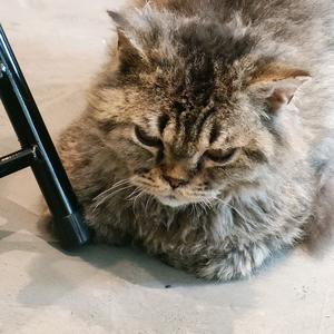 小说乃我的良药头像