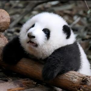 卡豆的萌宠头像