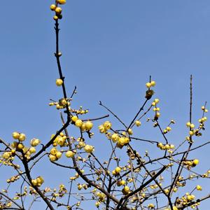 星星秋露莹头像