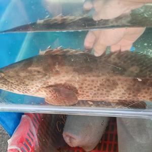 东鲤白沙海鲜-小周头像