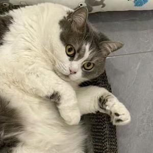 烧烧的咬咬🐱头像