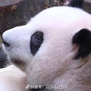 花🌸头像